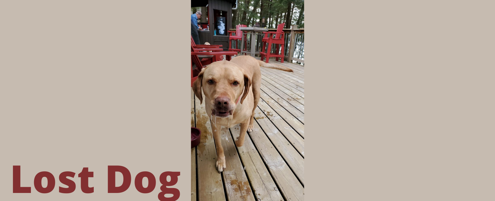 Lost dog